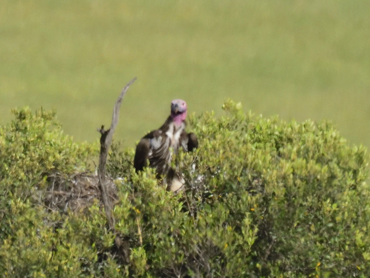 Lappet-faced Vulture - ML620753753