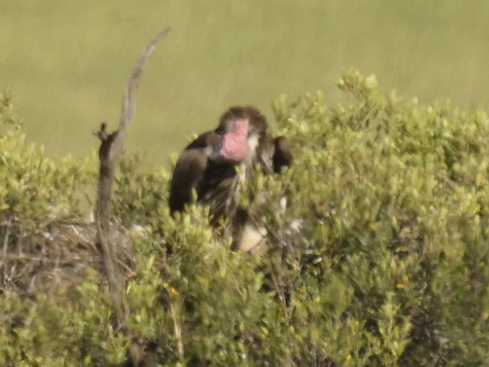 Lappet-faced Vulture - ML620753754