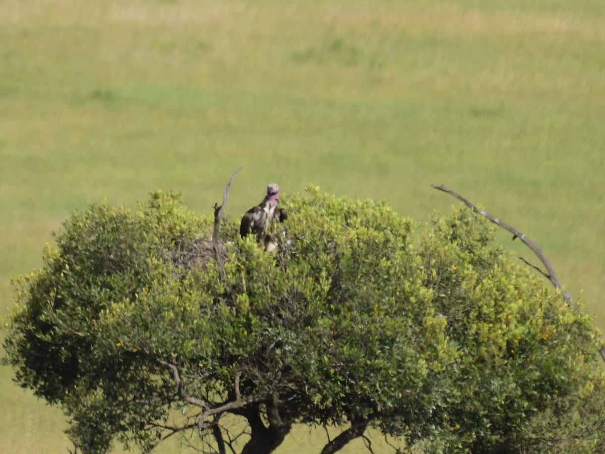 Lappet-faced Vulture - ML620753755