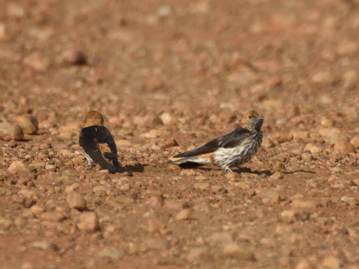 Lesser Striped Swallow - ML620753771