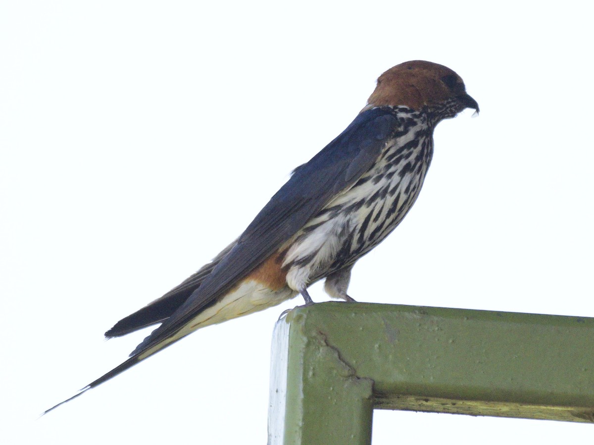 Lesser Striped Swallow - ML620753772