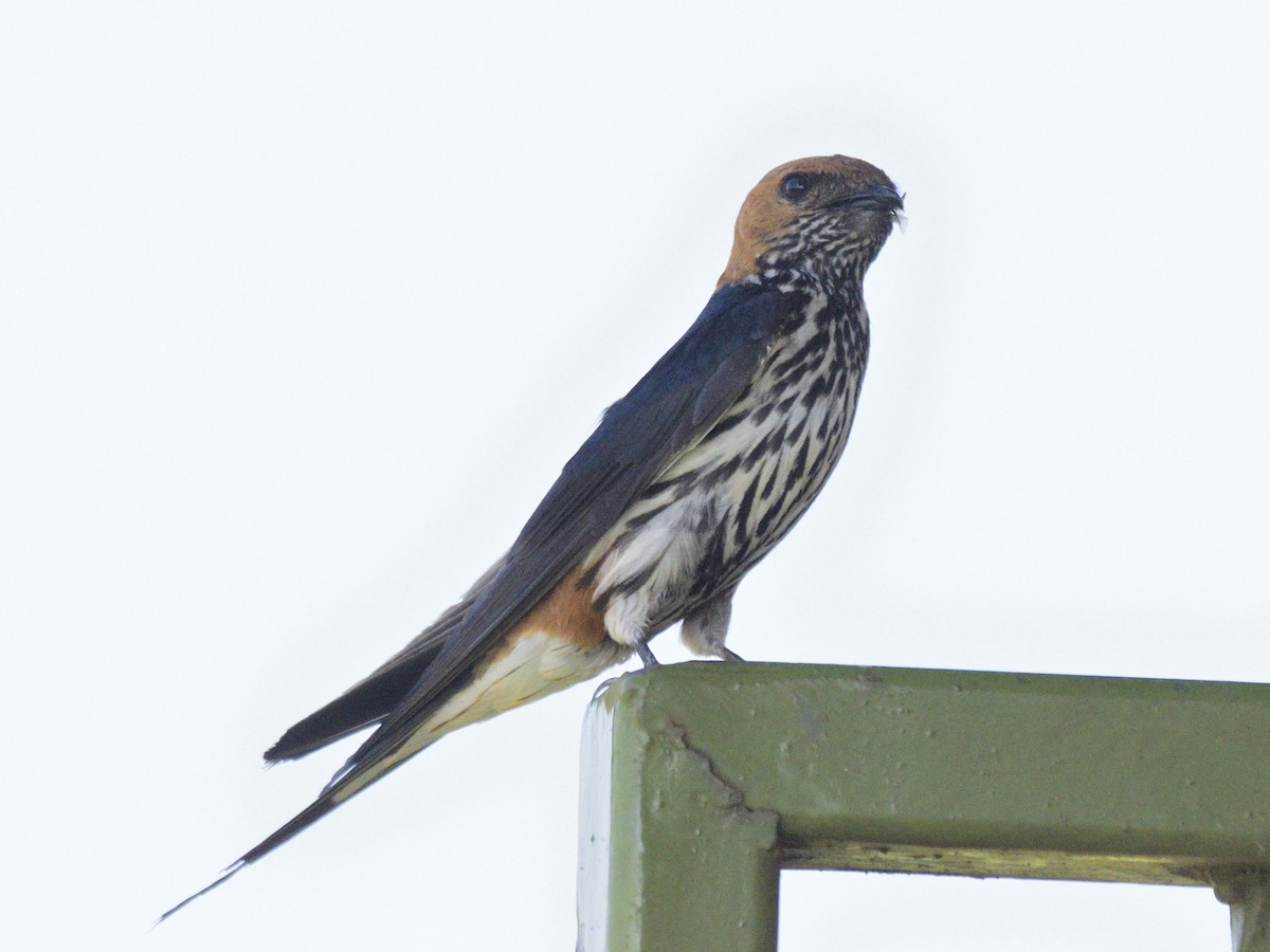 Lesser Striped Swallow - ML620753774