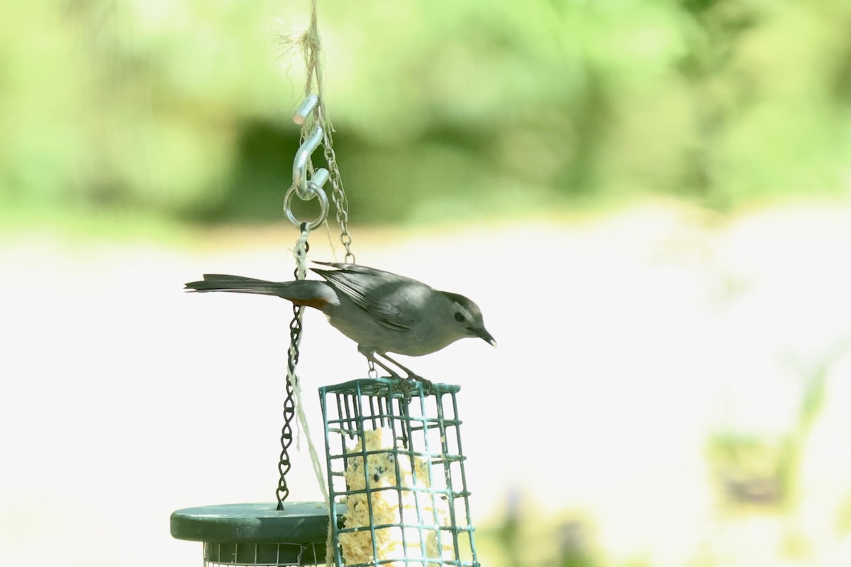 Gray Catbird - ML620753835