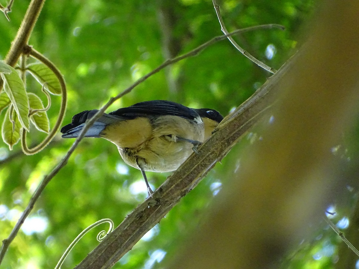 Black-goggled Tanager - ML620753859