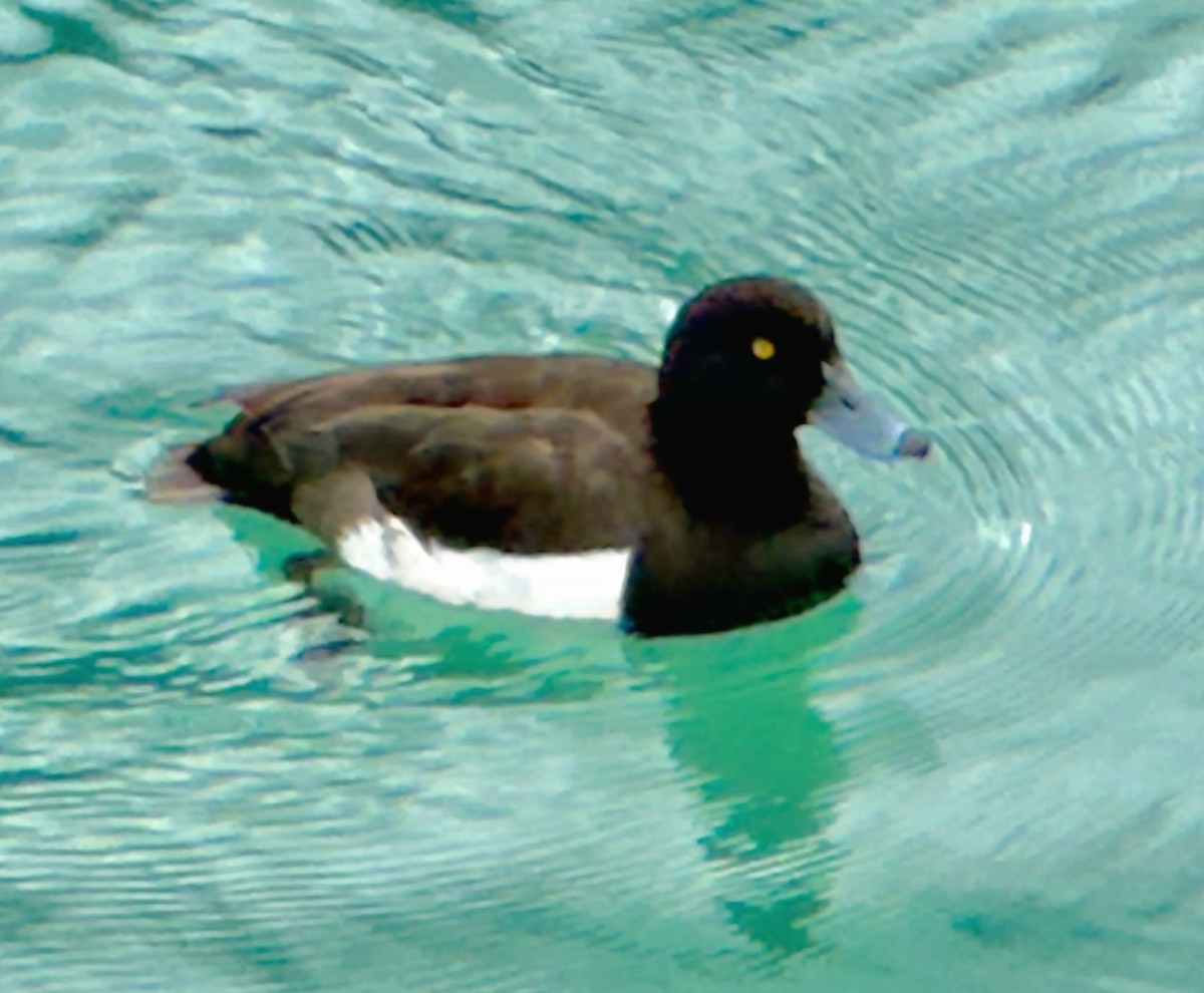 Tufted Duck - ML620753885