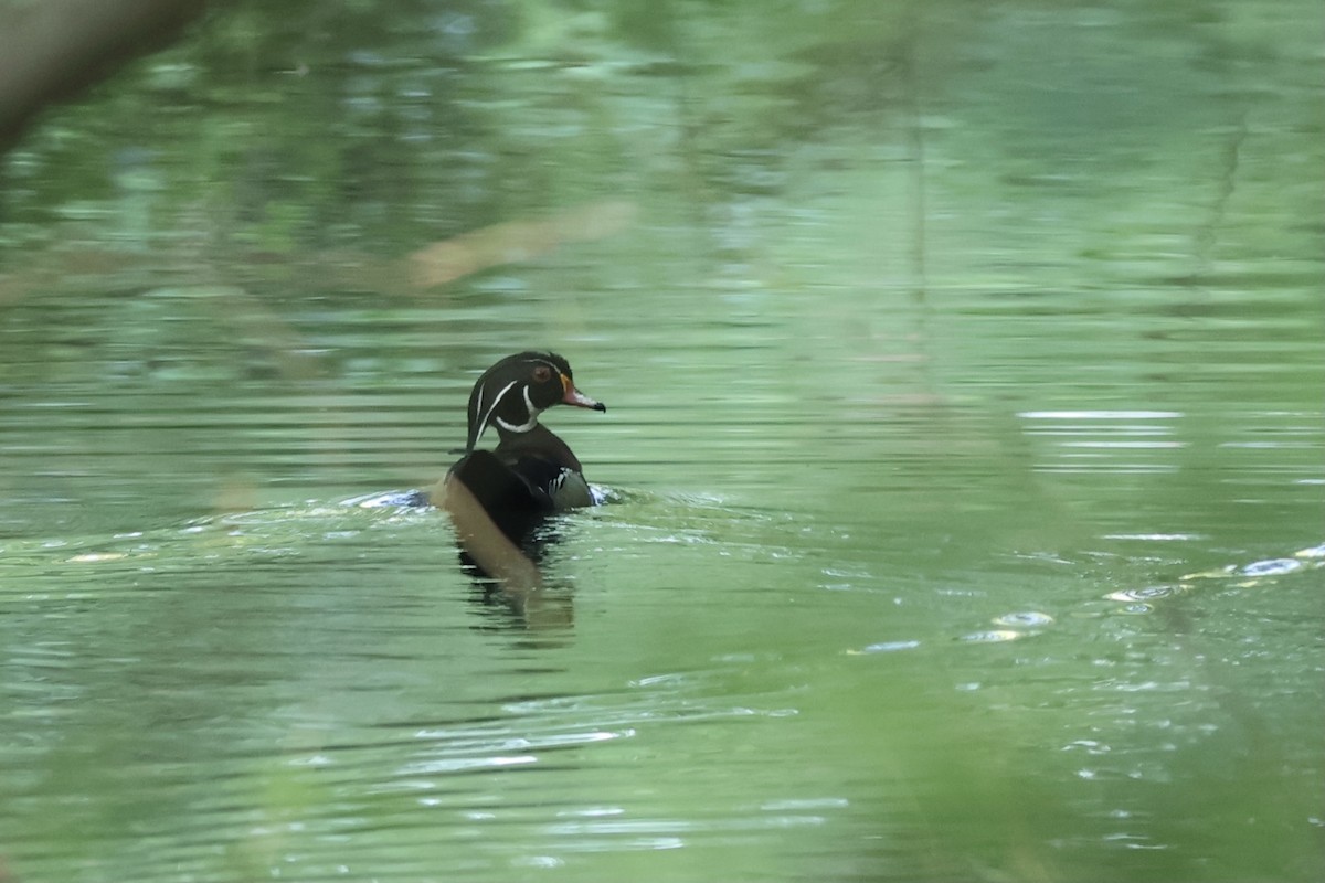 Wood Duck - ML620753912