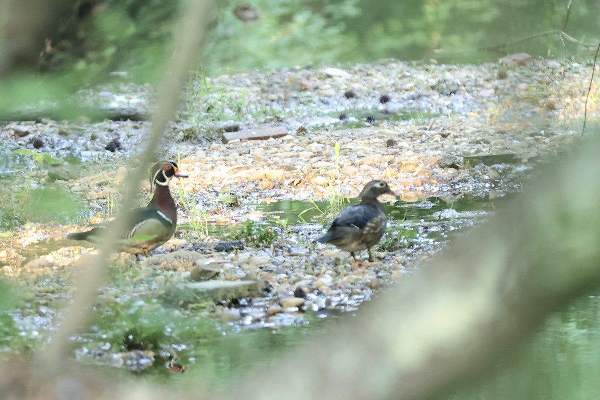 Wood Duck - ML620753913