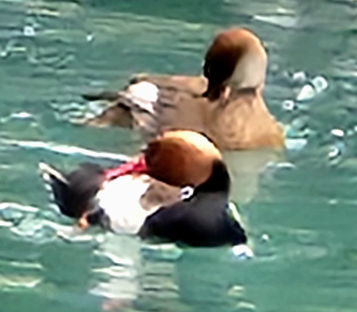 Red-crested Pochard - ML620753917