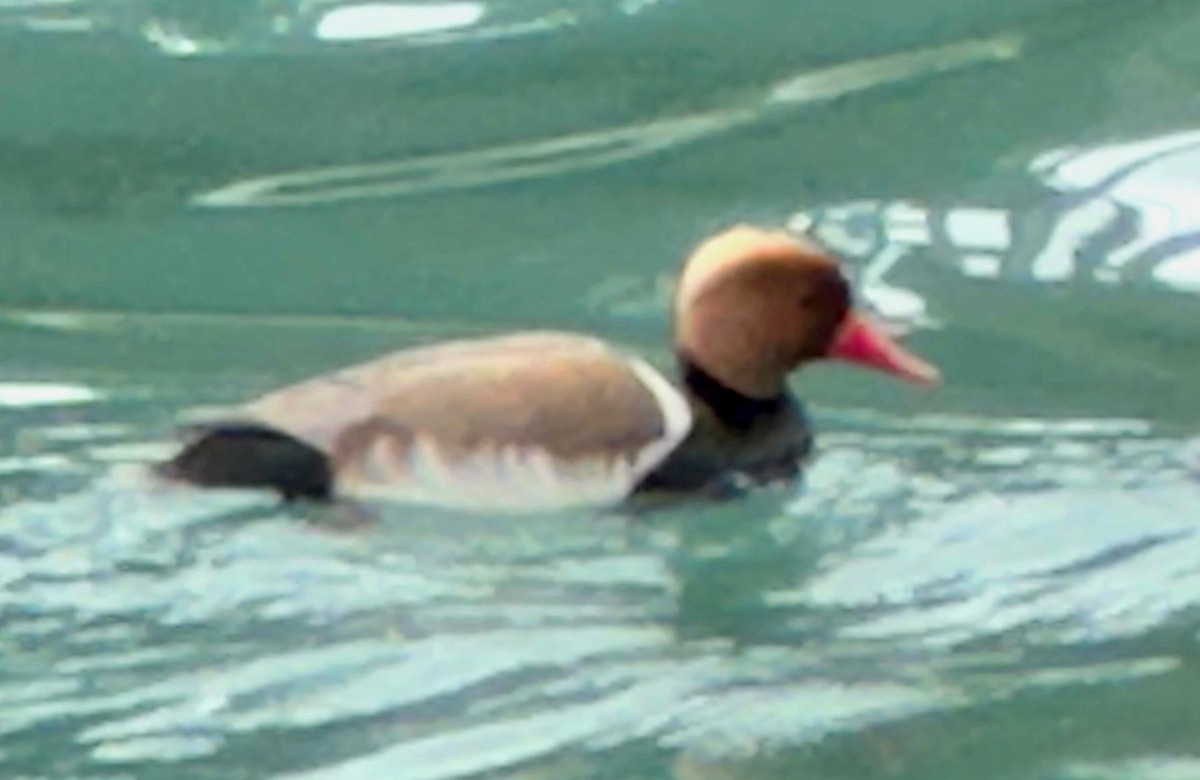 Red-crested Pochard - teambergie Bergstrom