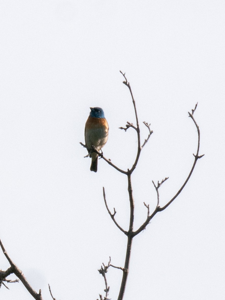 Lazuli Bunting - Ryan Sardon Keller