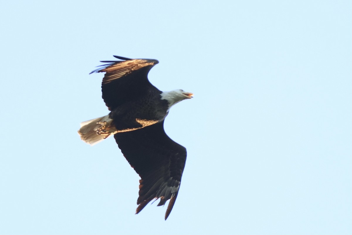 Bald Eagle - ML620753938