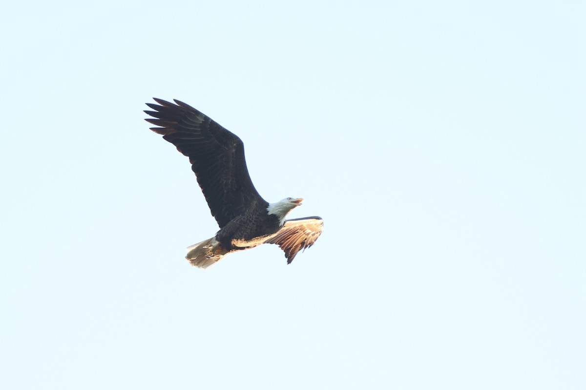 Bald Eagle - ML620753939