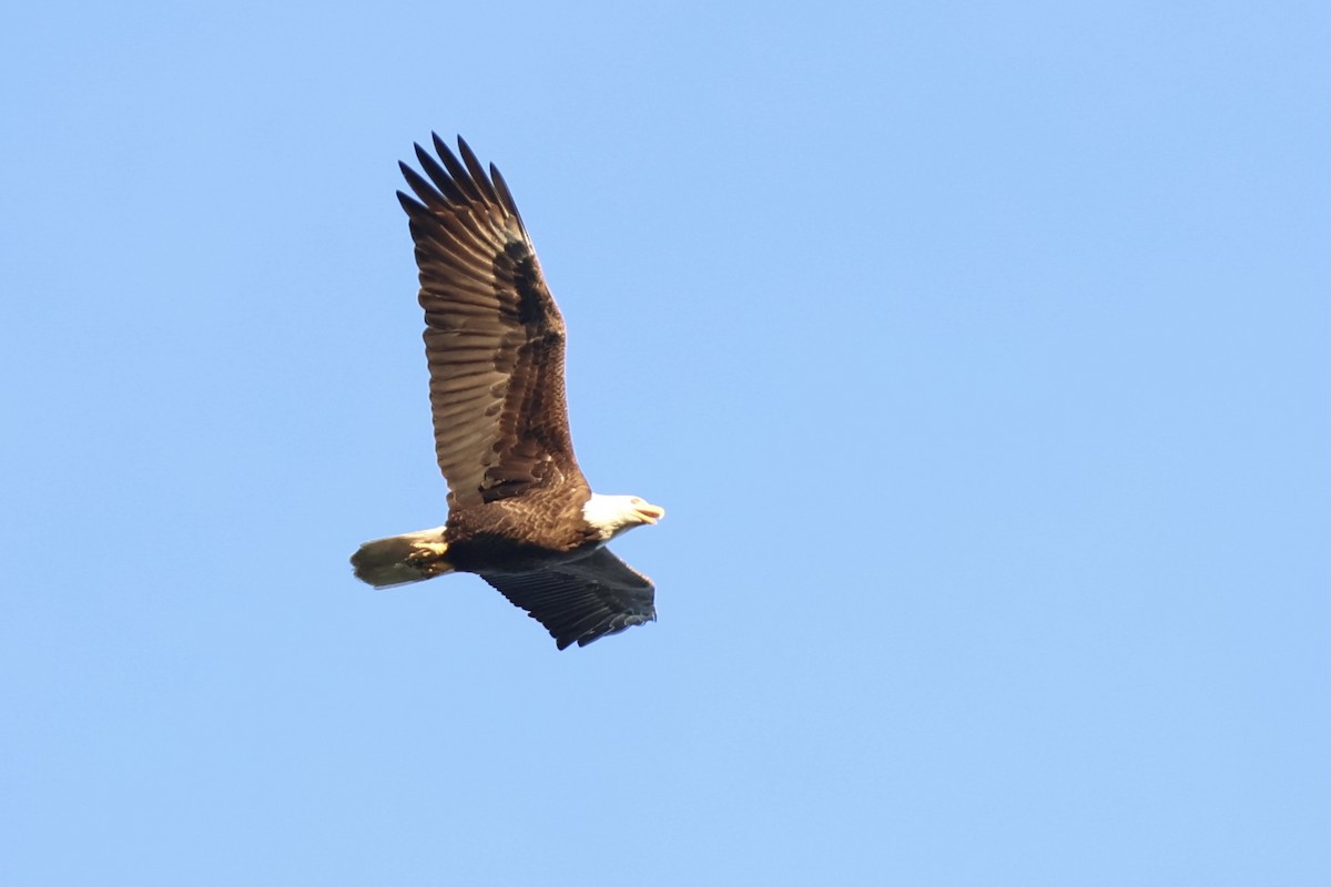 Weißkopf-Seeadler - ML620753940