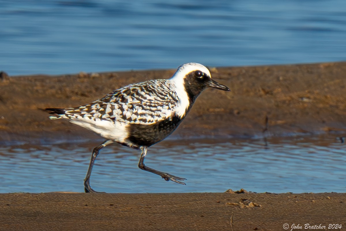 Black-bellied Plover - ML620753943