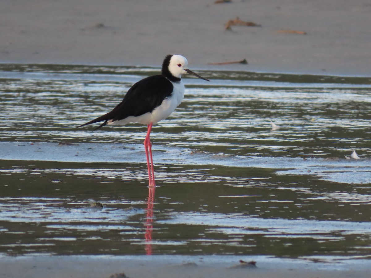 Pied Stilt - JinYoung Yim