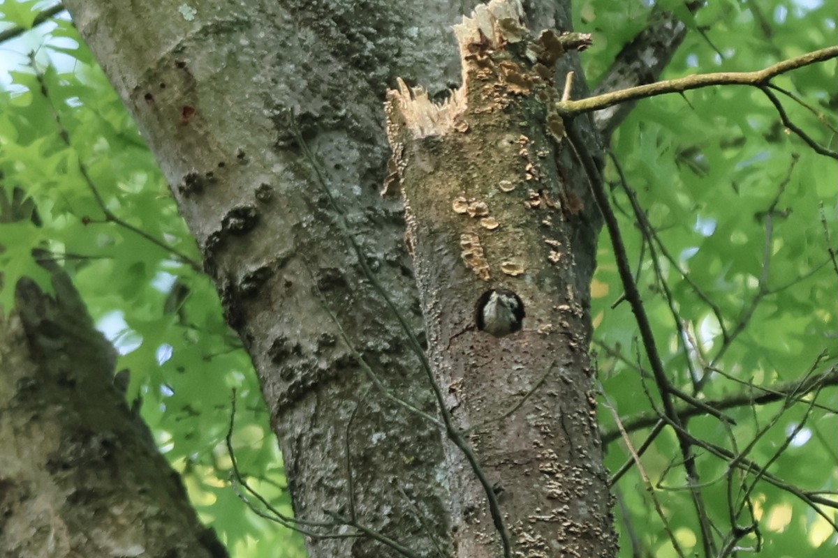 Downy Woodpecker - ML620753953