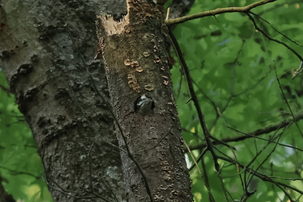 Downy Woodpecker - ML620753954