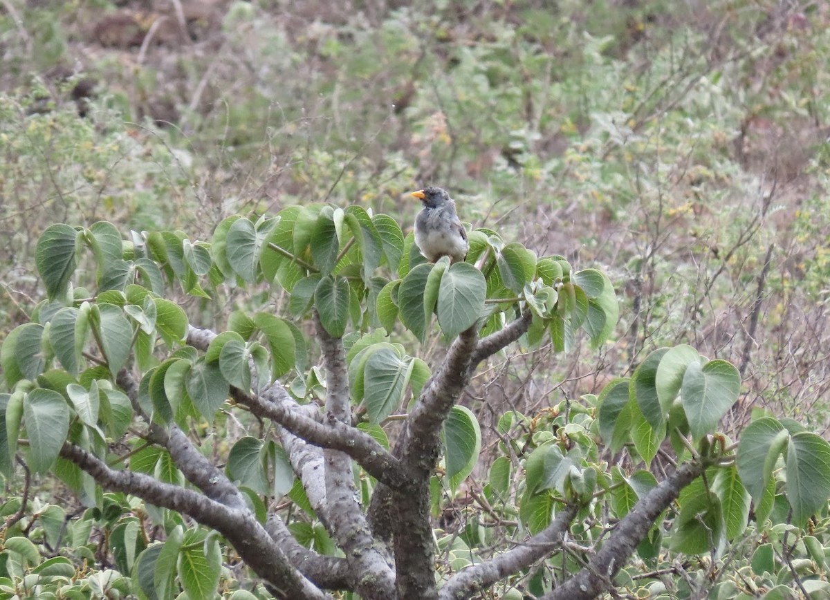 Band-tailed Sierra Finch - Cindy Edwardson