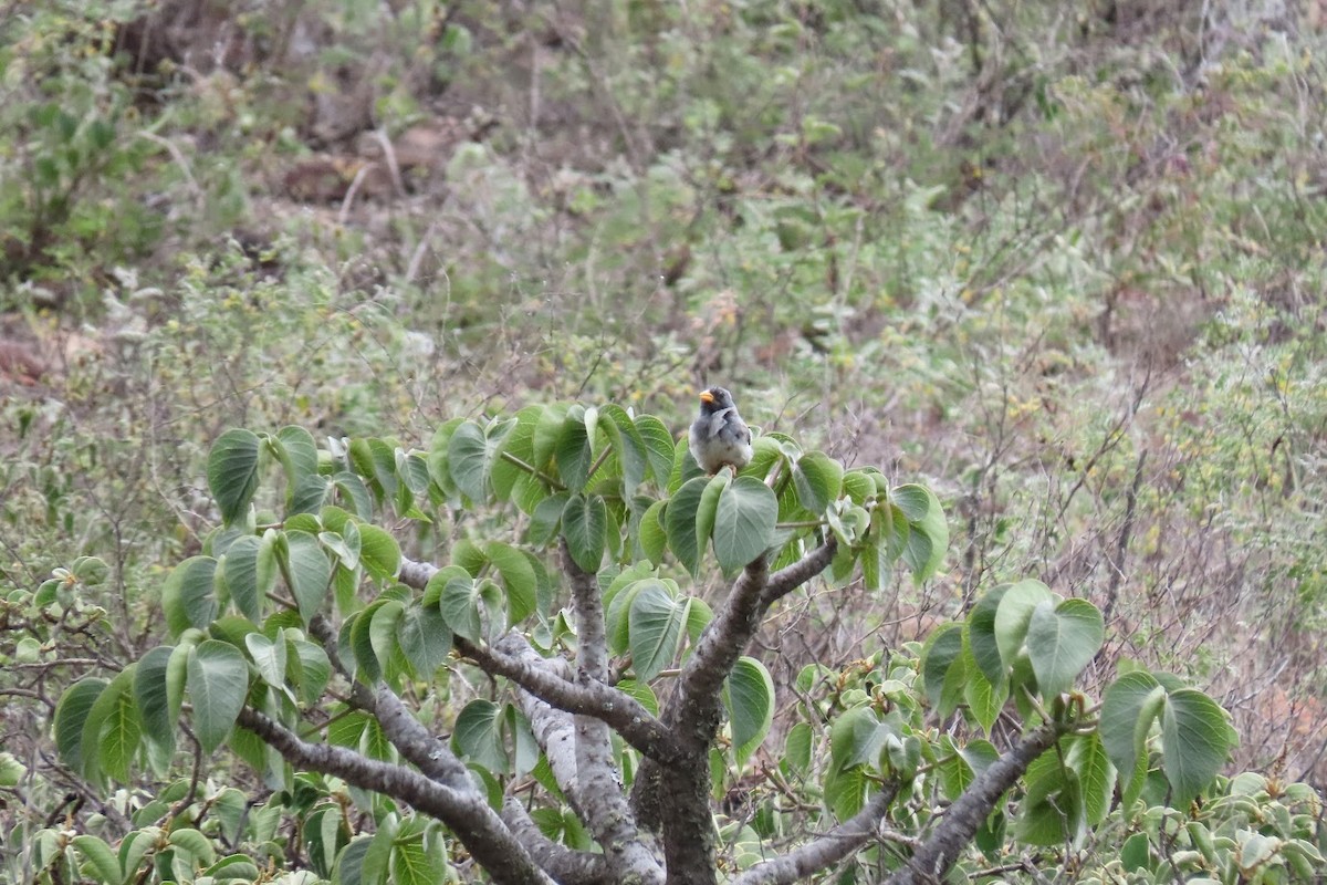 Band-tailed Sierra Finch - ML620753961