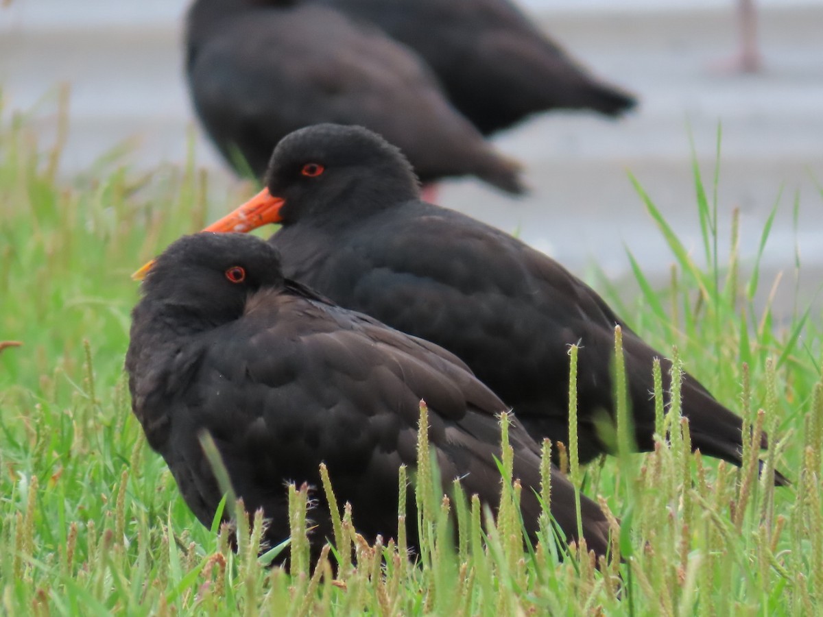 Variable Oystercatcher - ML620753962