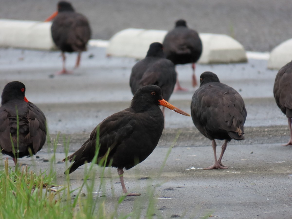 Variable Oystercatcher - ML620753963