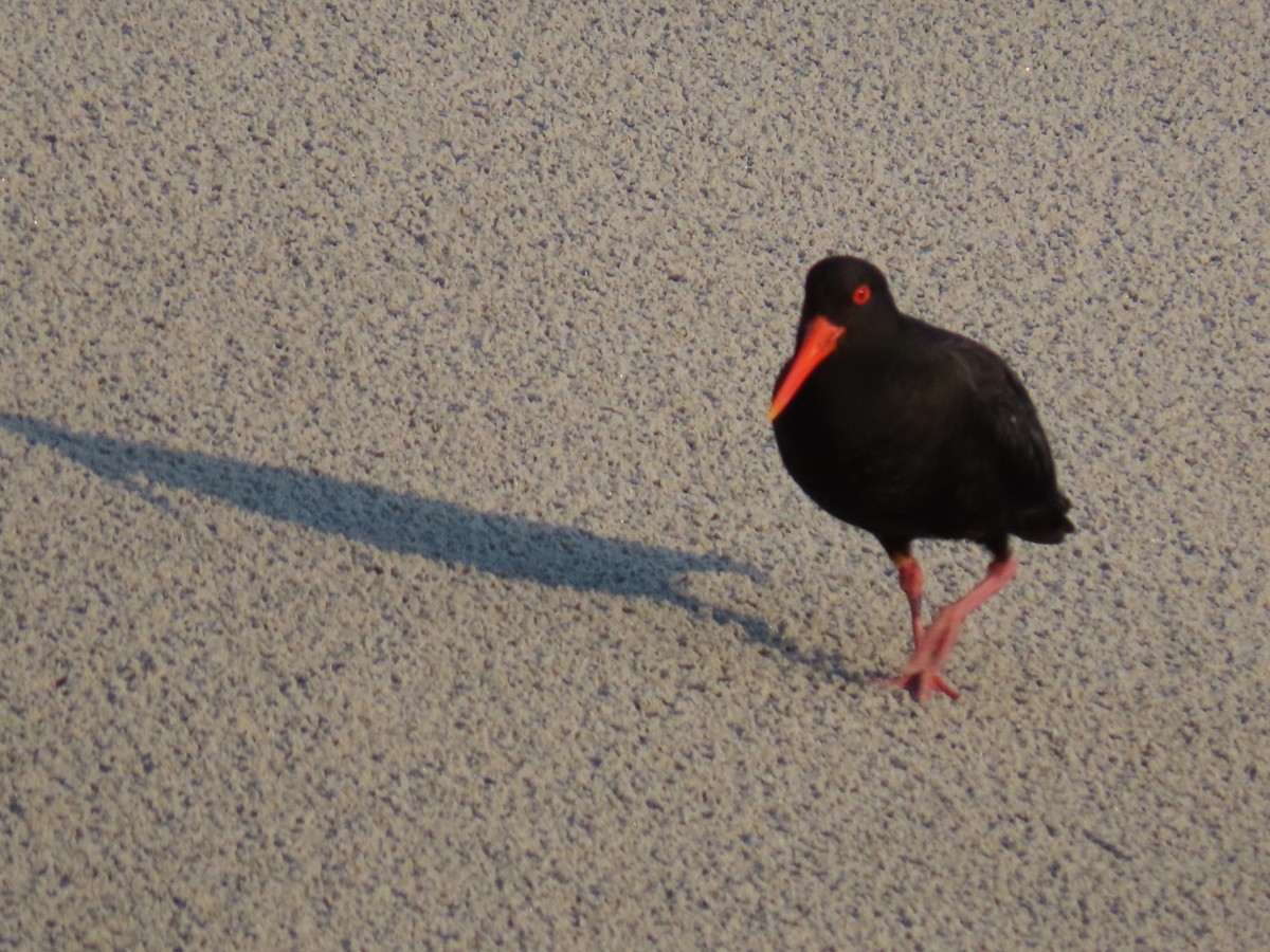 Variable Oystercatcher - ML620753964