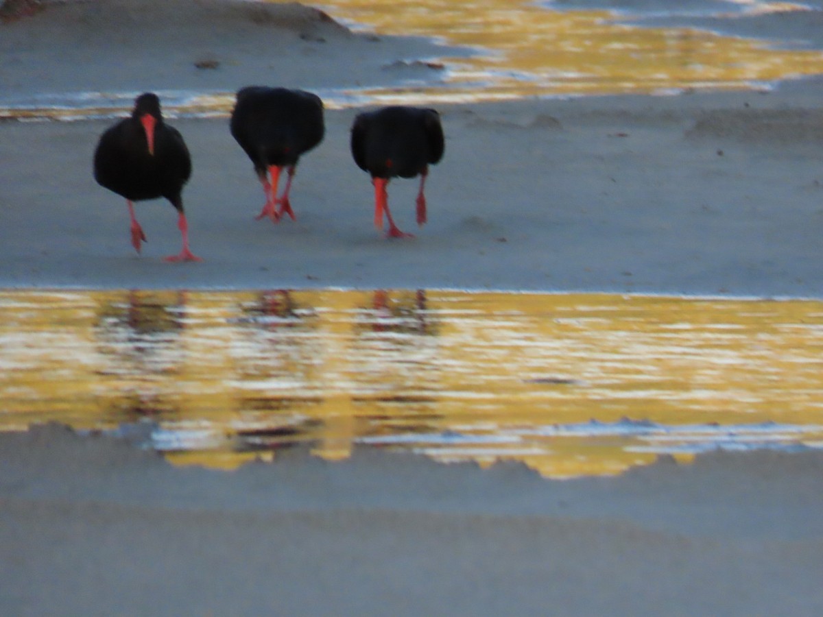 Variable Oystercatcher - ML620753965