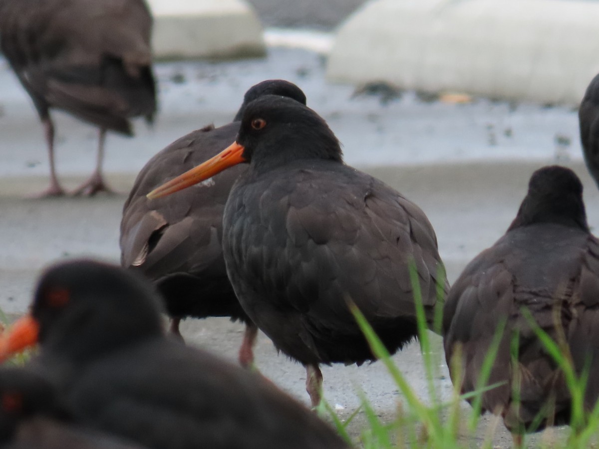 Variable Oystercatcher - ML620753966