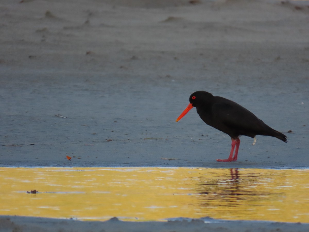 Variable Oystercatcher - ML620753967