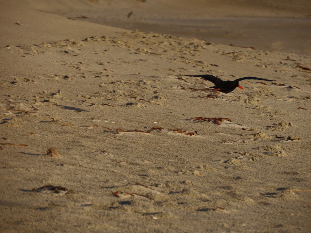 Variable Oystercatcher - ML620753968