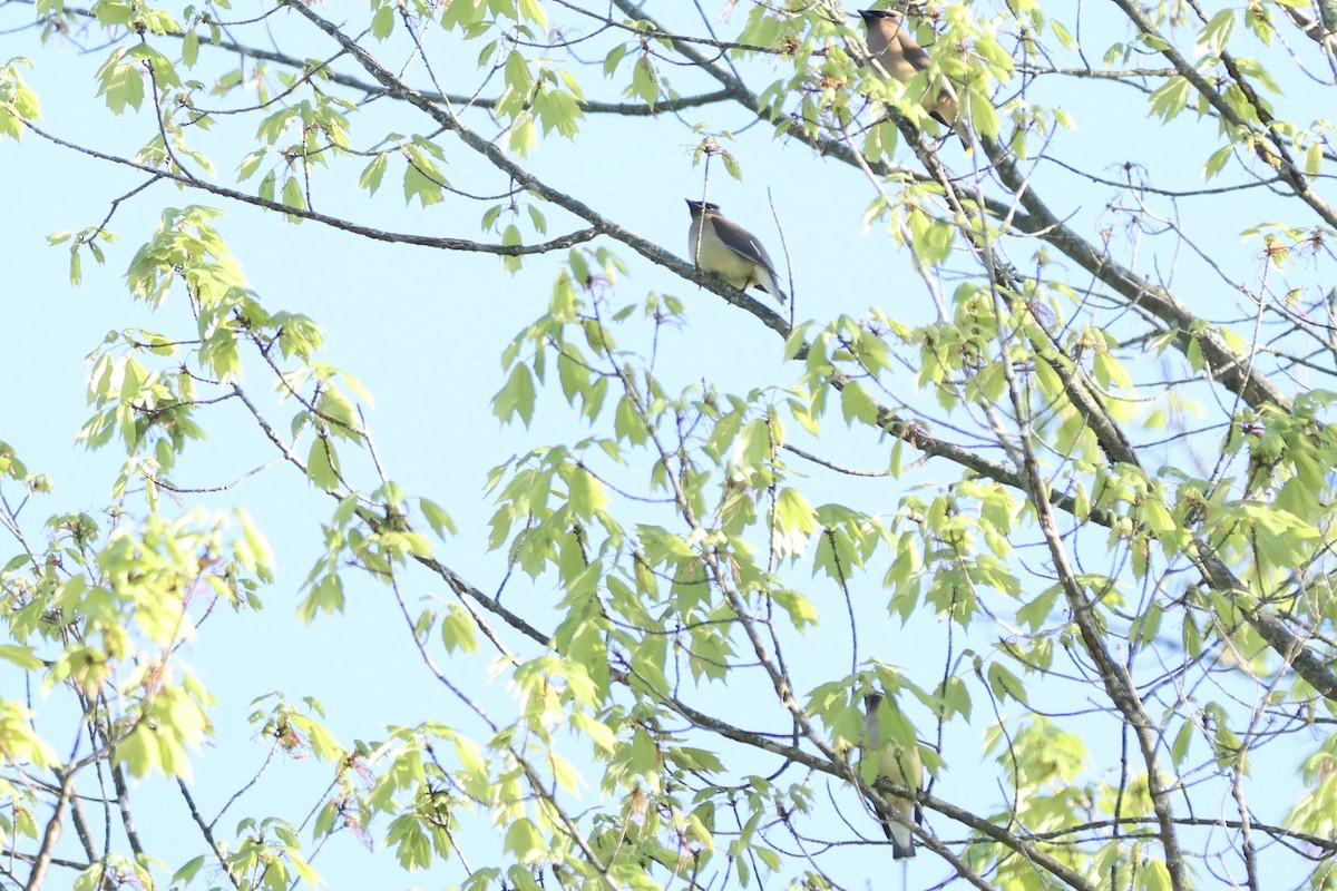 Cedar Waxwing - ML620753979