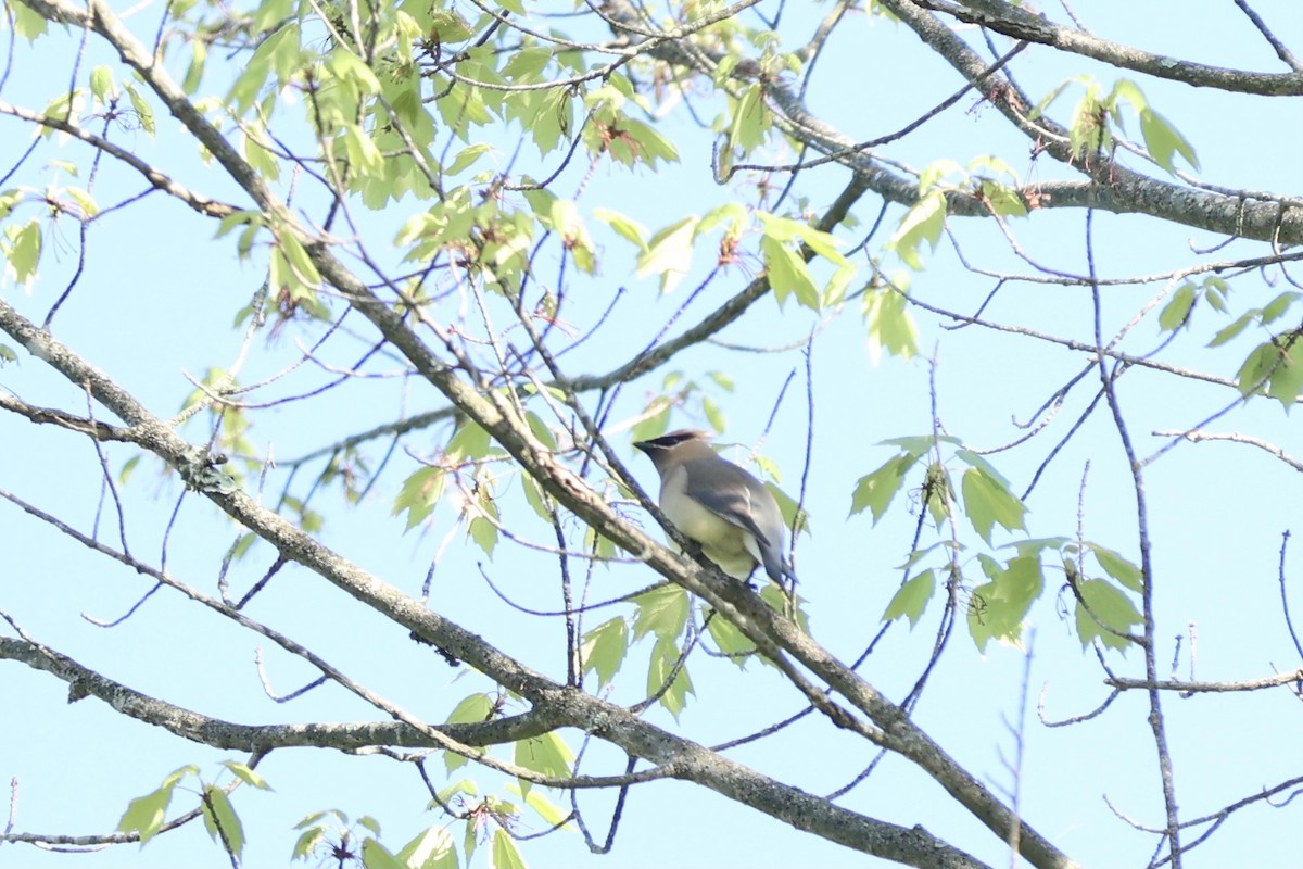 Cedar Waxwing - ML620753980