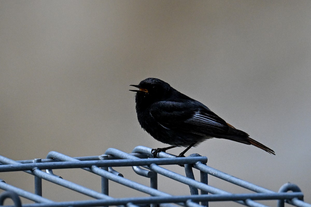 Black Redstart - ML620753989