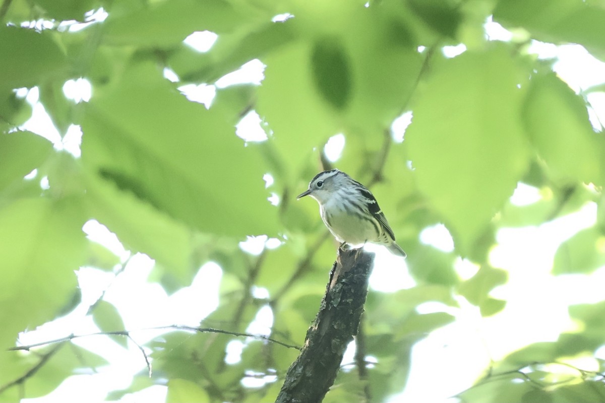 Black-and-white Warbler - ML620753993