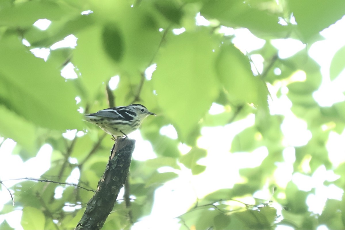 Black-and-white Warbler - ML620753995
