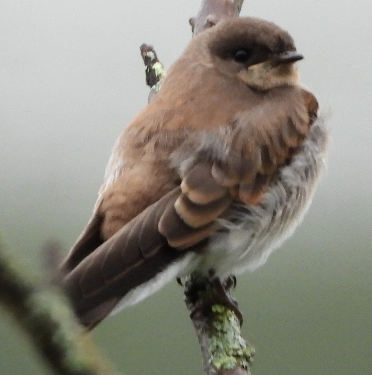 Northern Rough-winged Swallow - ML620754003