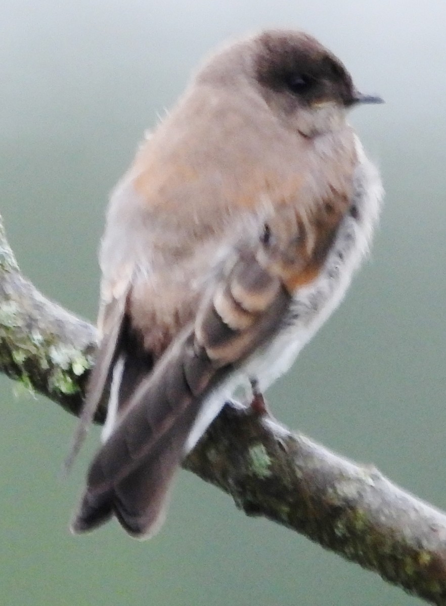 Northern Rough-winged Swallow - ML620754007