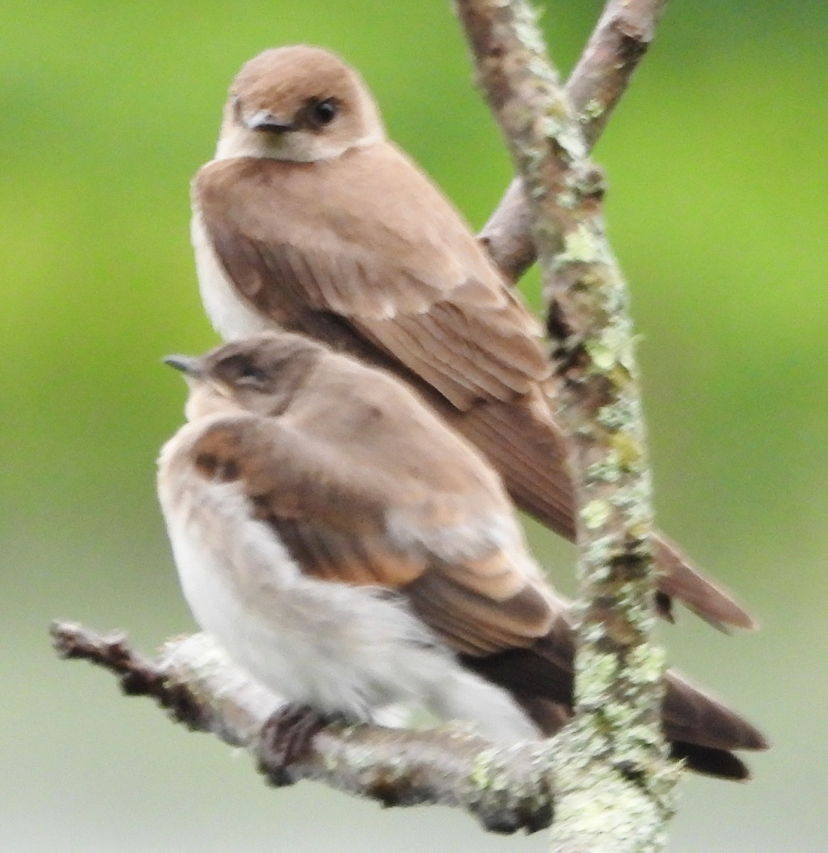 Northern Rough-winged Swallow - ML620754009