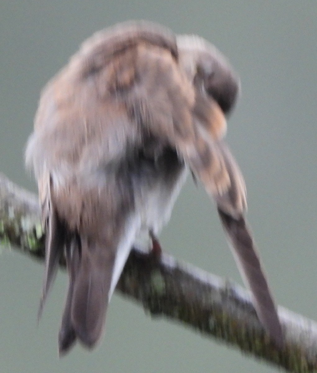 Northern Rough-winged Swallow - ML620754010