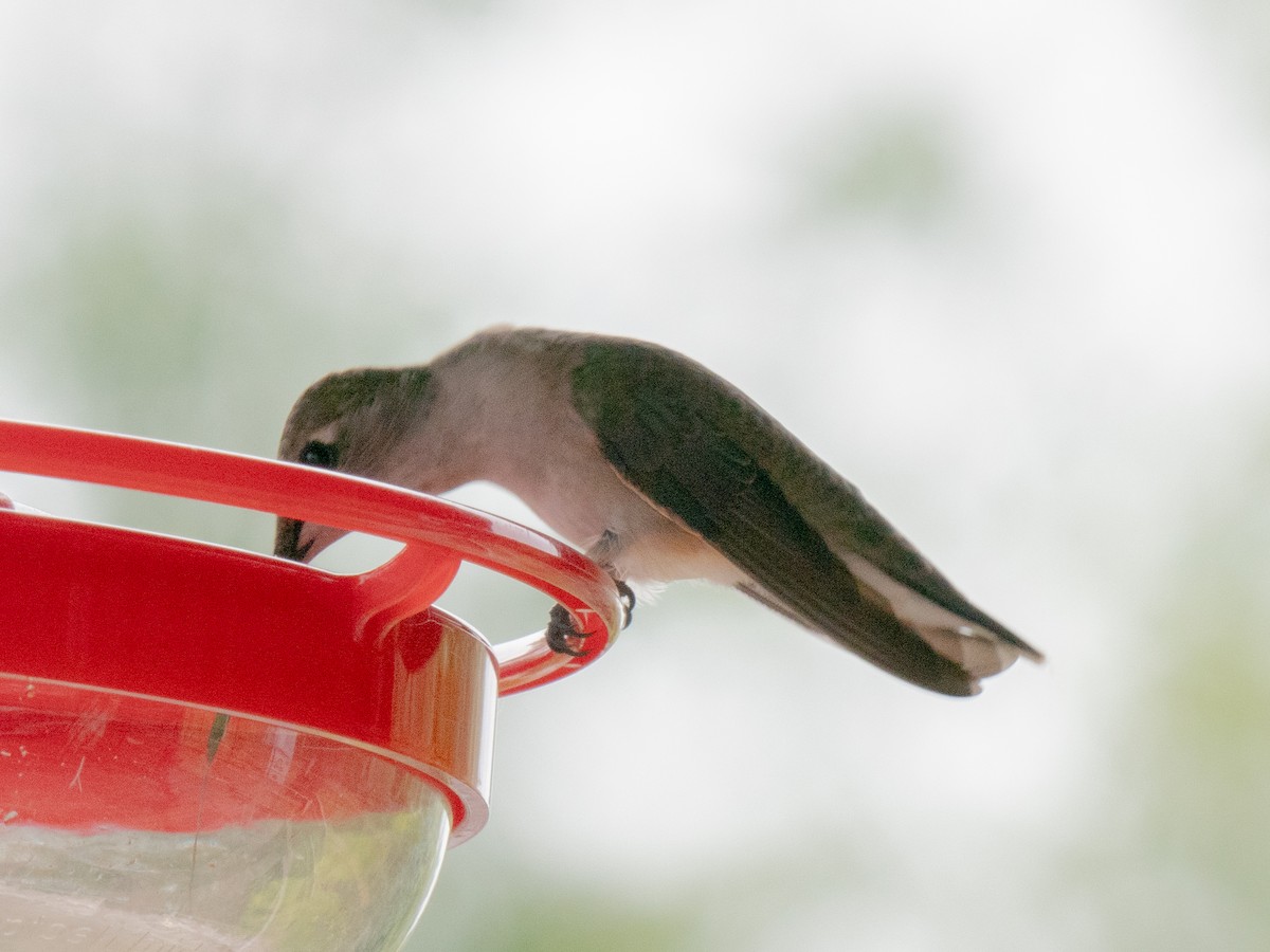 Black-chinned Hummingbird - ML620754011