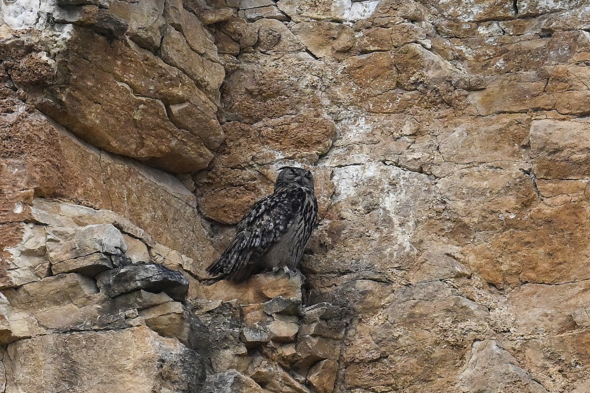 Eurasian Eagle-Owl - ML620754015