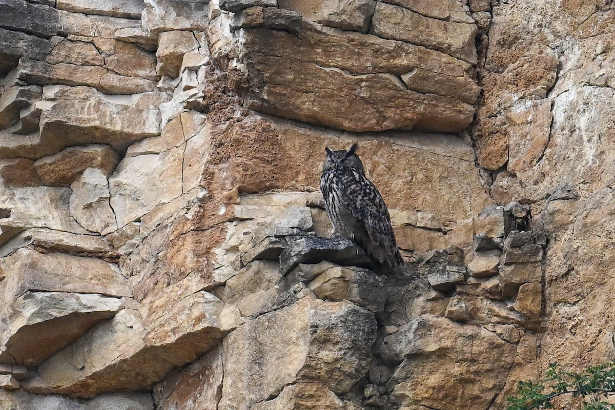 Eurasian Eagle-Owl - ML620754023