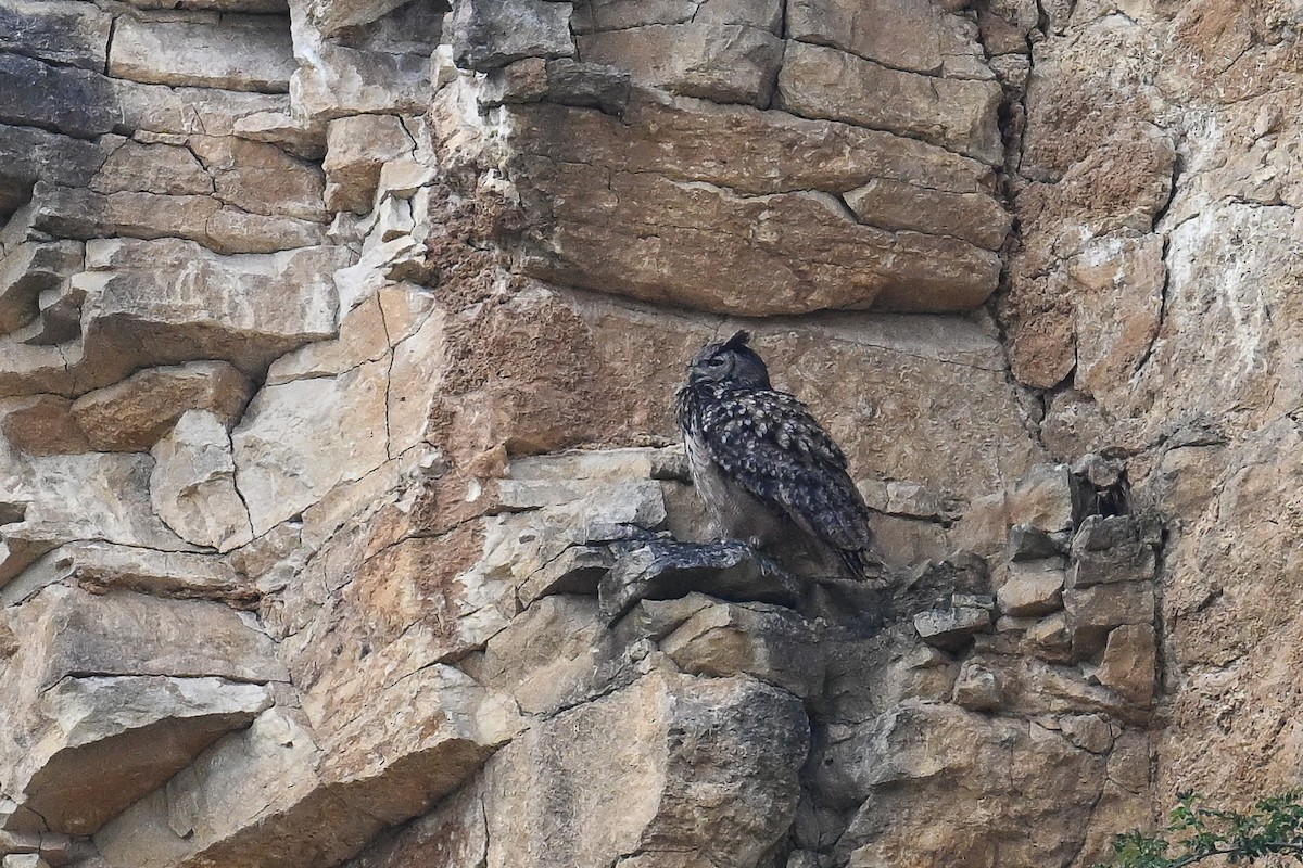Eurasian Eagle-Owl - ML620754025
