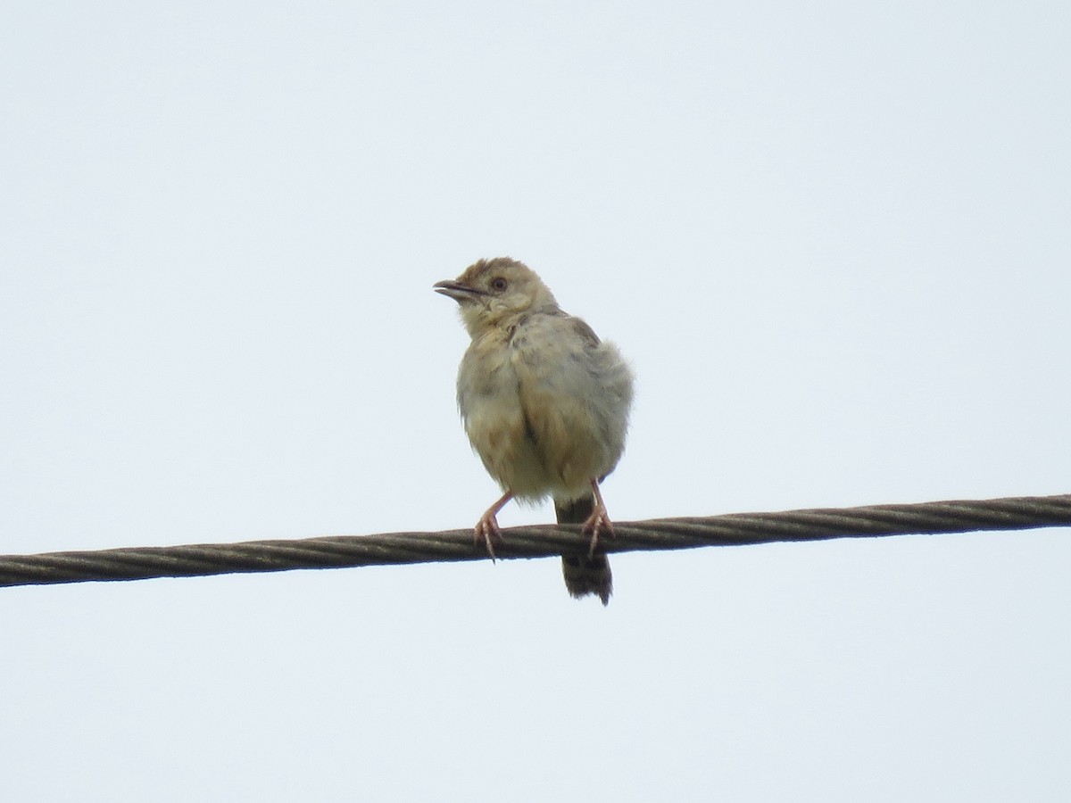 Rattling Cisticola - Tim Carney