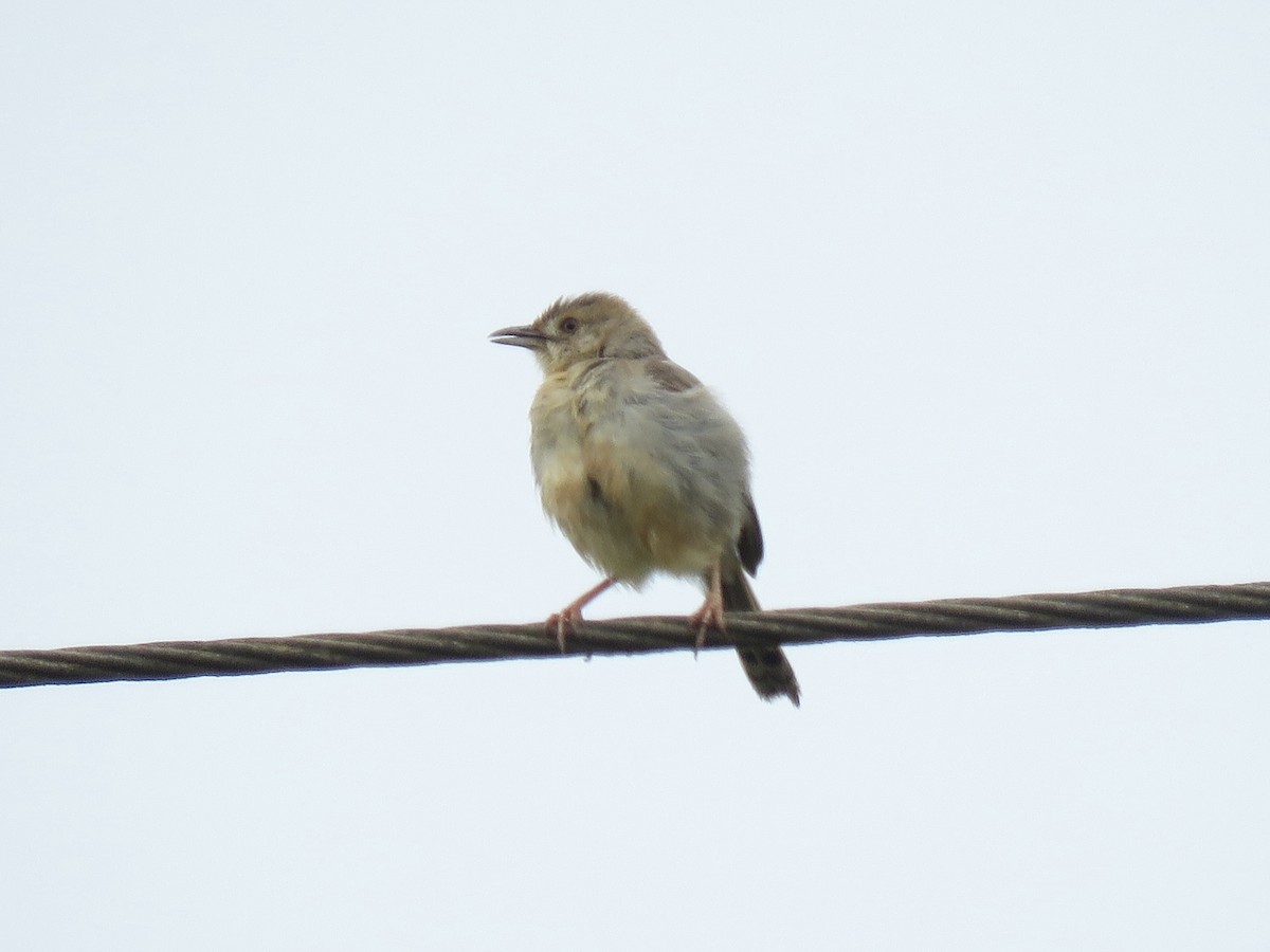 Rattling Cisticola - ML620754027