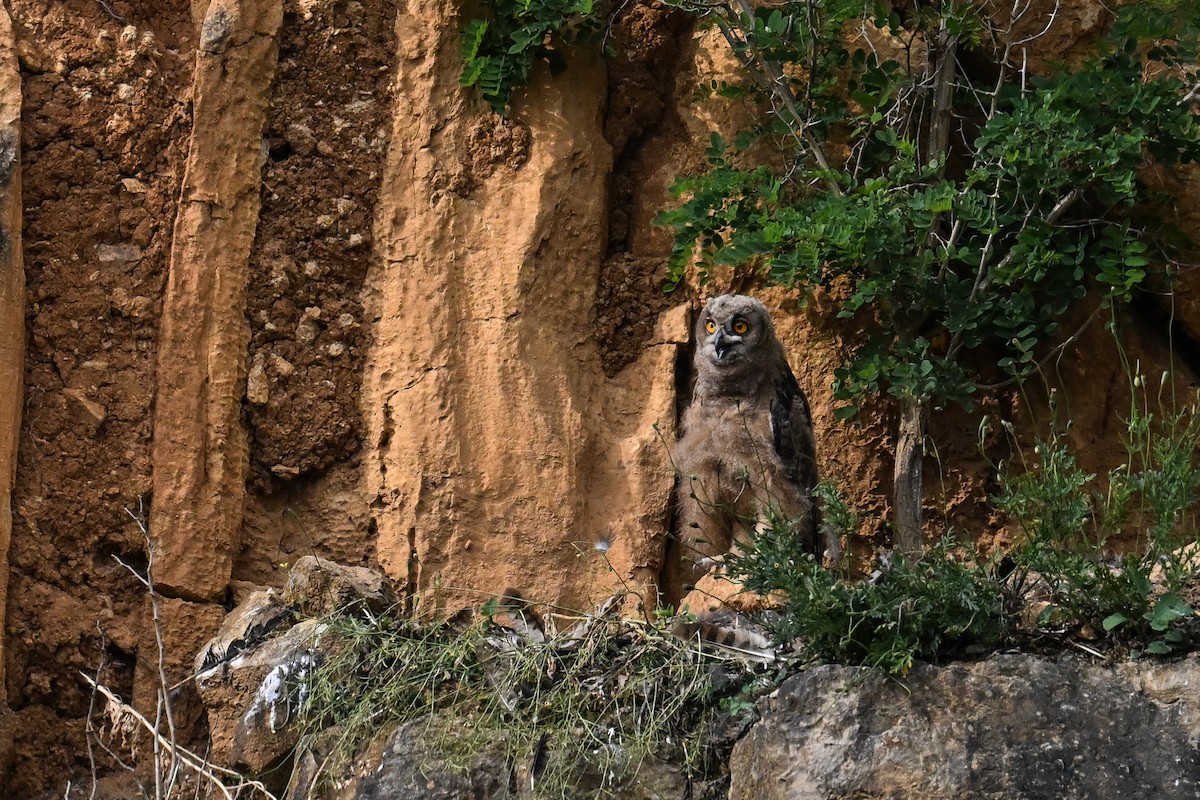 Eurasian Eagle-Owl - ML620754036