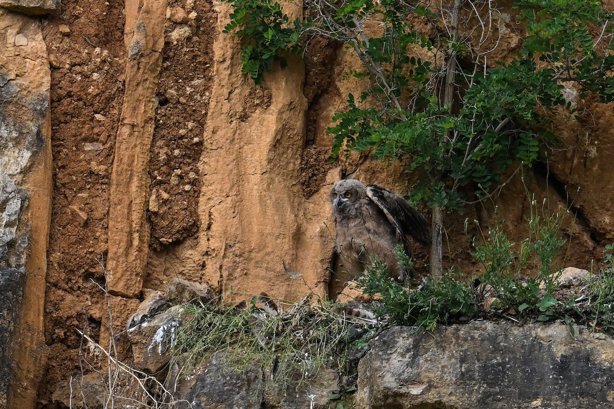 Eurasian Eagle-Owl - ML620754038