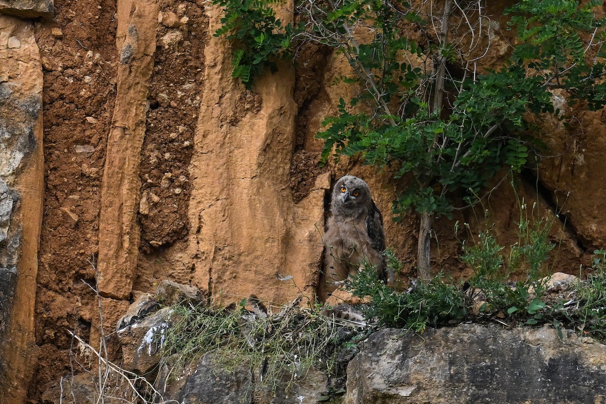 Eurasian Eagle-Owl - ML620754039