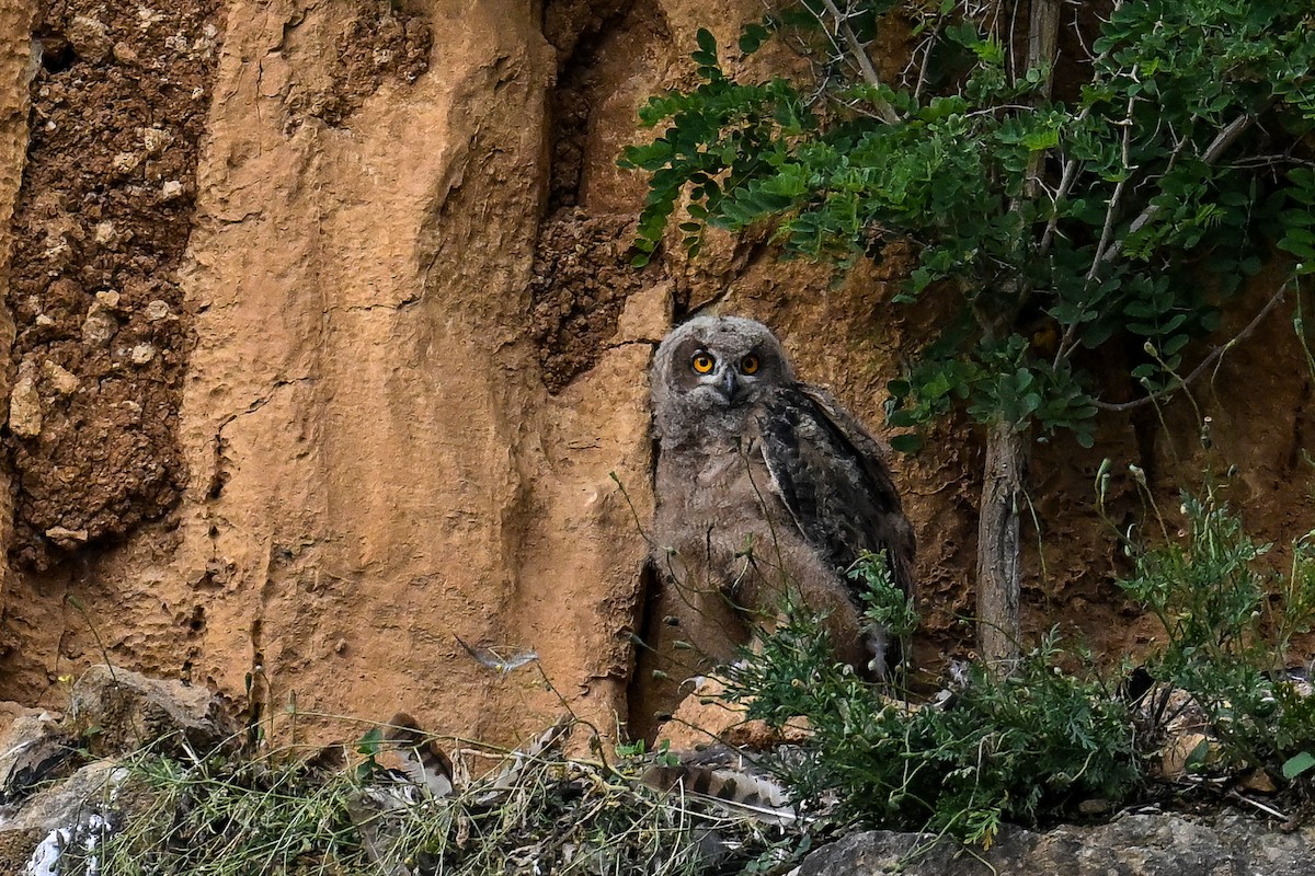 Eurasian Eagle-Owl - ML620754044