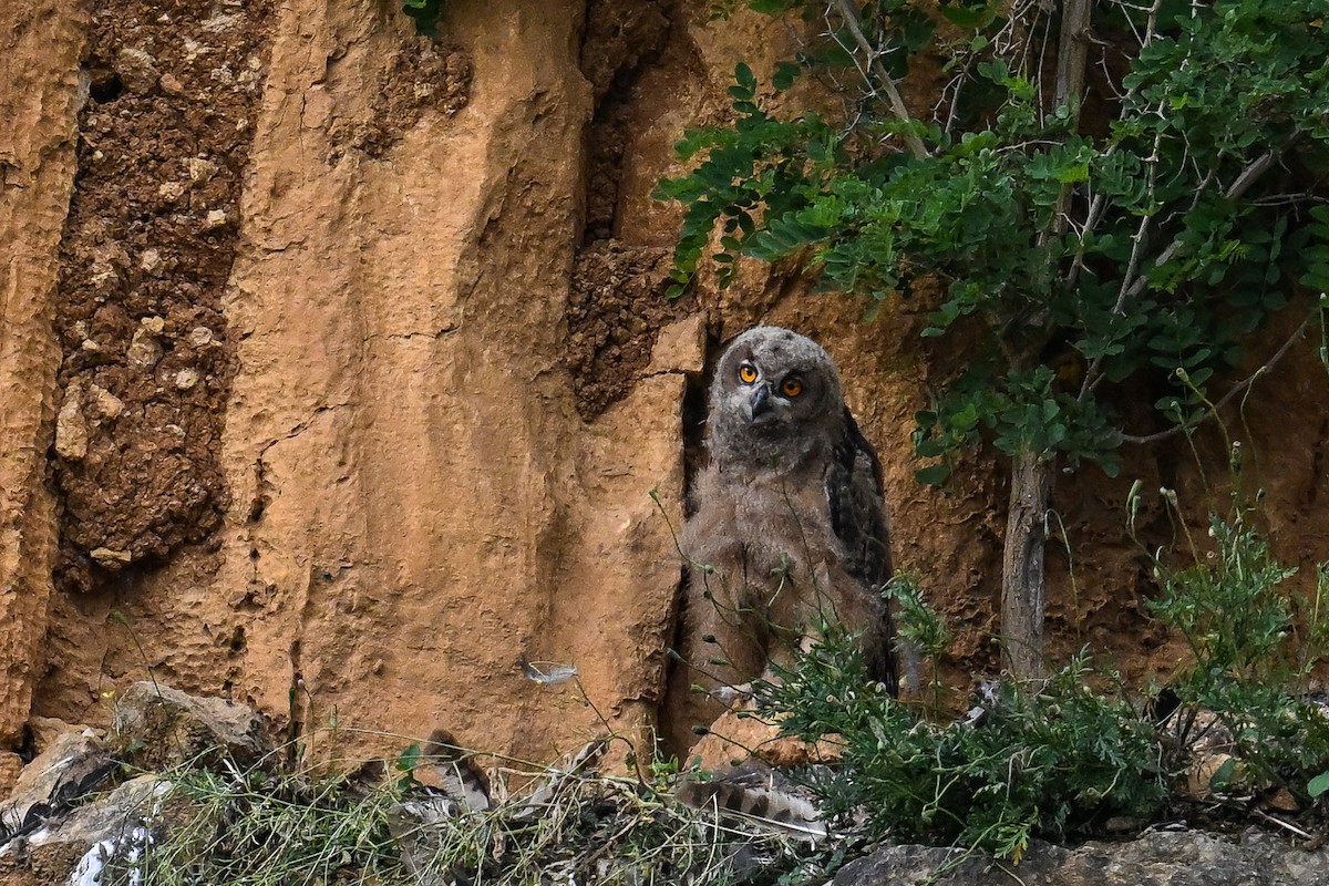 Eurasian Eagle-Owl - ML620754045